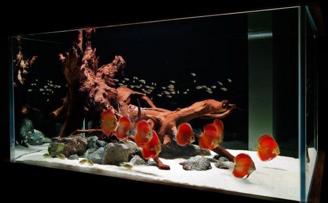 fish tank with corrals