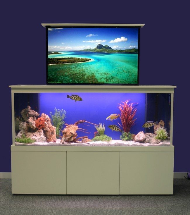 fish tank with tv