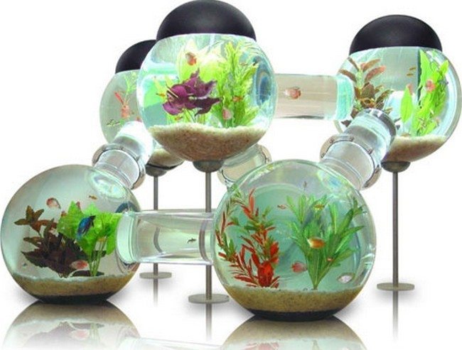 fish tank in the glass