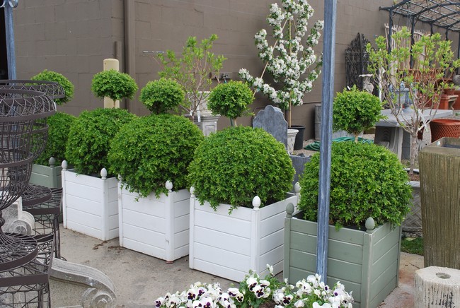 Shrubs grown in white and grey pots