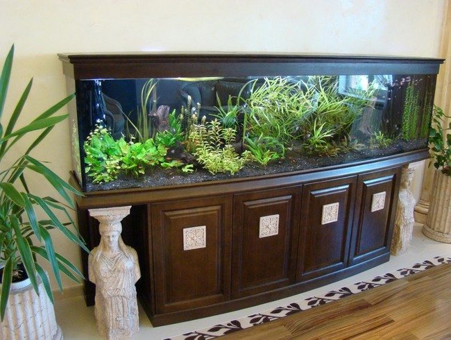 Transform the Way Your Home Looks Using a Fish Tank 